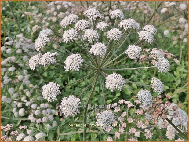 Oenanthe crocata | Dodemansvingers, Torkruid | Safranwasserfenchel | Hemlock Water-dropwort