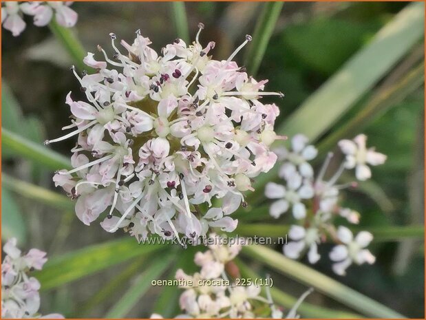 Oenanthe crocata | Dodemansvingers, Torkruid | Safranwasserfenchel | Hemlock Water-dropwort