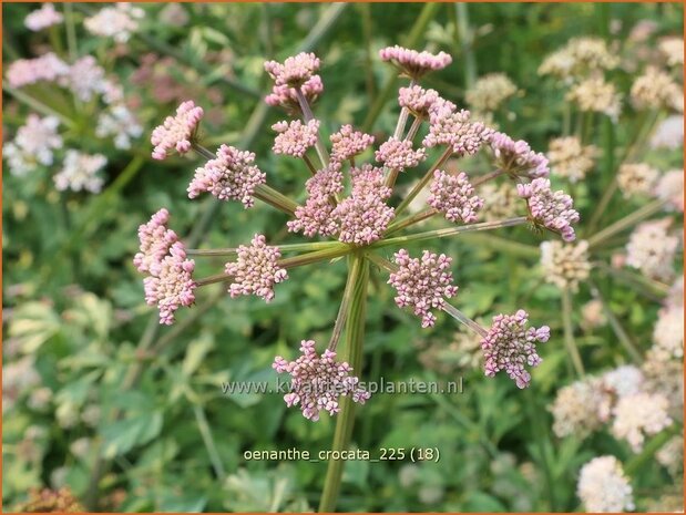 Oenanthe crocata | Dodemansvingers, Torkruid | Safranwasserfenchel | Hemlock Water-dropwort