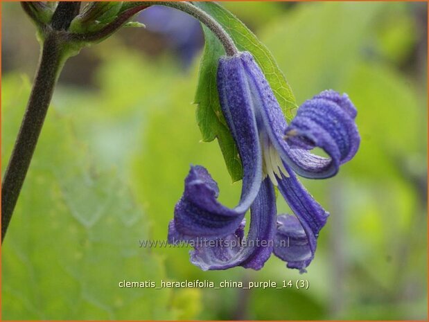 Clematis heracleifolia 'China Purple' | Struikclematis, Bosrank, Clematis | Breitbl&auml;ttrige Waldrebe | Tube Clematis