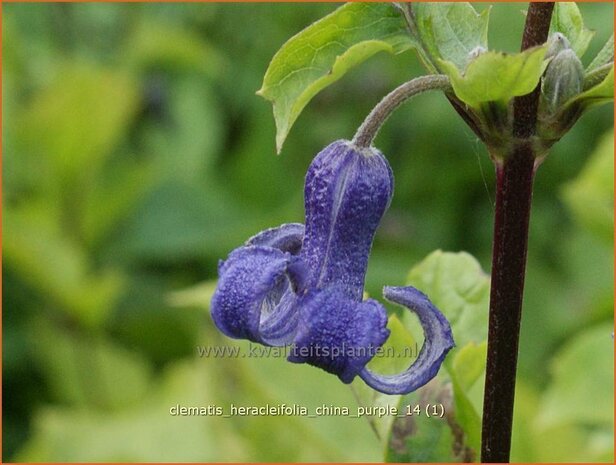 Clematis heracleifolia 'China Purple' | Struikclematis, Bosrank, Clematis | Breitbl&auml;ttrige Waldrebe | Tube Clematis