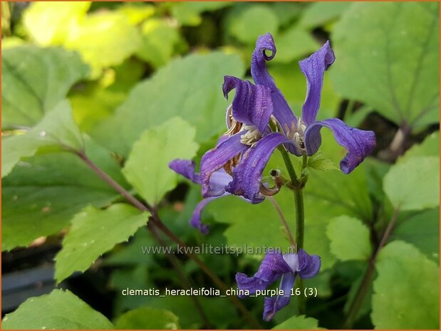 Clematis heracleifolia 'China Purple' | Struikclematis, Bosrank, Clematis | Breitbl&auml;ttrige Waldrebe | Tube Clematis