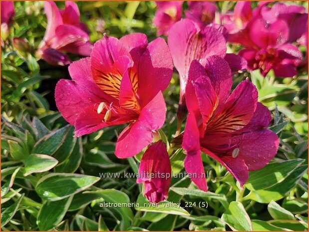  Alstroemeria 'River Valley' | Incalelie, Peruviaanse lelie | Inkalilie | Peruvian Lily