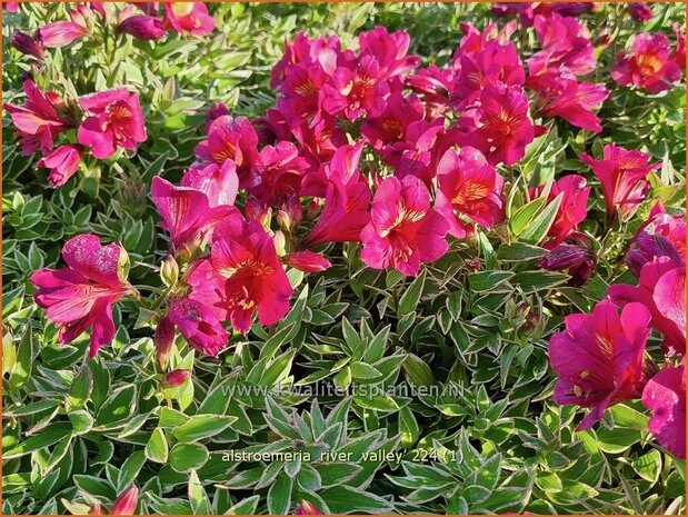  Alstroemeria 'River Valley' | Incalelie, Peruviaanse lelie | Inkalilie | Peruvian Lily