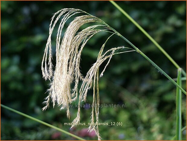 Miscanthus nepalensis | Prachtriet | Landschilf | Himalayan Fairy Grass