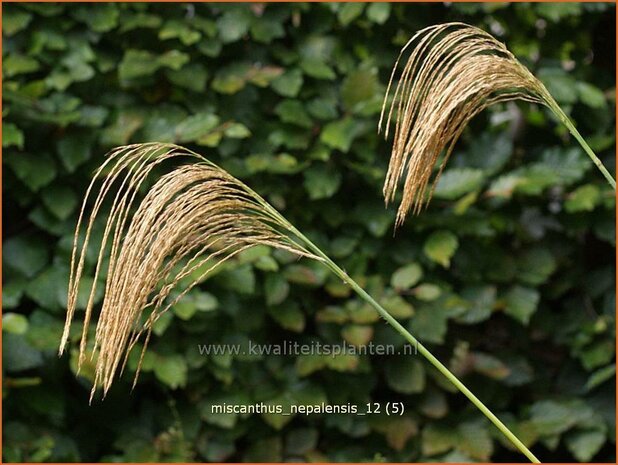 Miscanthus nepalensis | Prachtriet | Landschilf | Himalayan Fairy Grass