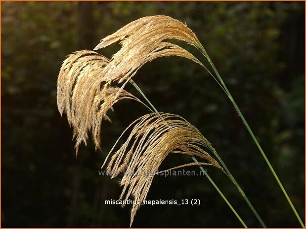 Miscanthus nepalensis | Prachtriet | Landschilf | Himalayan Fairy Grass