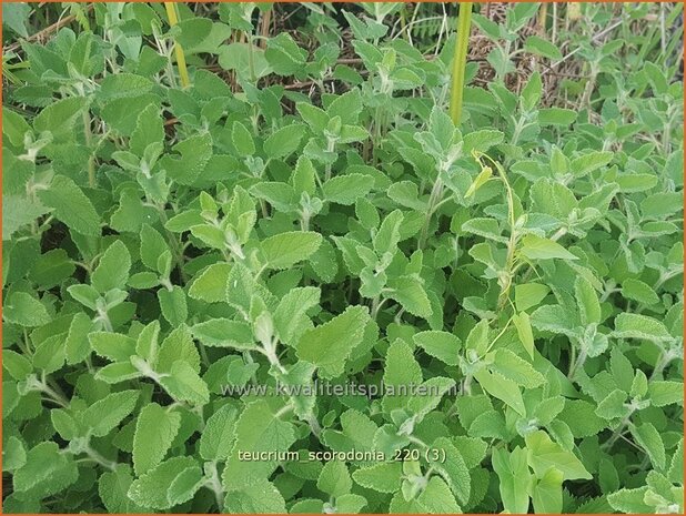 Teucrium scorodonia | Valse salie, Gamander | Salbei-Gamander | Wood Sage