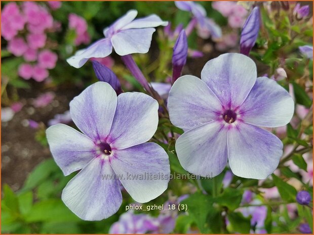 Phlox 'Gzhel' | Hoge vlambloem, Vlambloem, Flox, Floks | Hohe Flammenblume | Border Phlox
