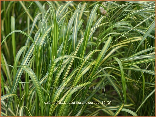 Calamagrostis acutiflora 'Eldorado' | Struisriet