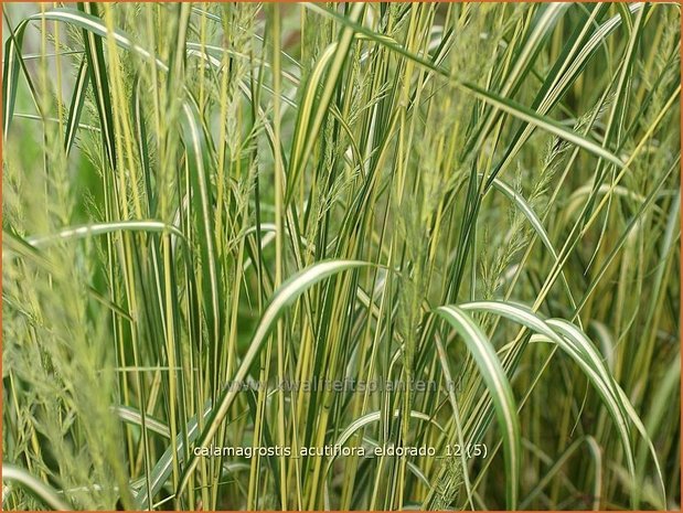 Calamagrostis acutiflora 'Eldorado' | Struisriet