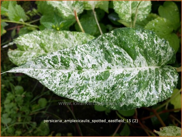 Persicaria amplexicaulis 'Spotted Eastfield' | Adderwortel, Duizendknoop