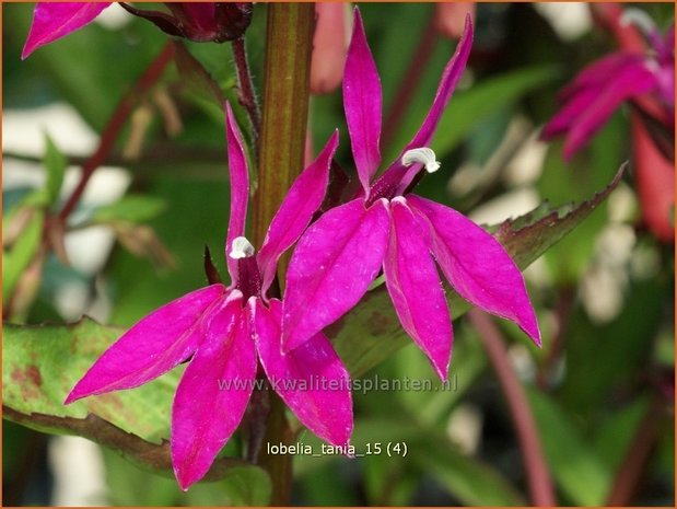Lobelia 'Tania' | Kardinaalsbloem, Vaste lobelia