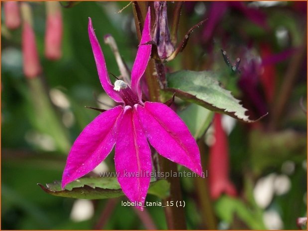 Lobelia 'Tania' | Kardinaalsbloem, Vaste lobelia