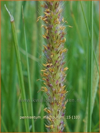 Pennisetum macrourum | Lampenpoetsersgras, Borstelveergras | Steppengras