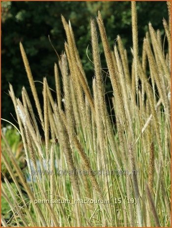 Pennisetum macrourum | Lampenpoetsersgras, Borstelveergras | Steppengras