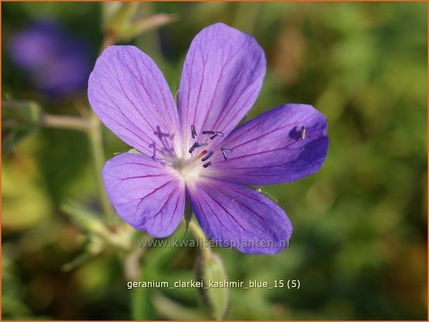 Geranium clarkei 'Kashmir Blue' | Ooievaarsbek, Tuingeranium