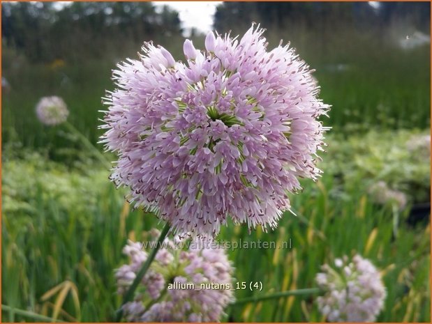 Allium nutans | Sierui, Look