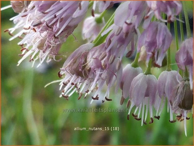 Allium nutans | Sierui, Look