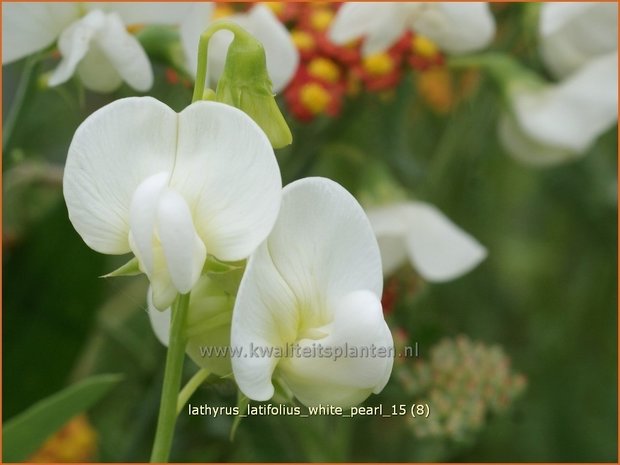 Lathyrus latifolius 'White Pearl' | Brede lathyrus, Vaste siererwt, Pronkerwt, Siererwt