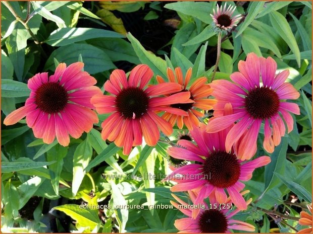 Echinacea purpurea 'Rainbow Marcella' | Zonnehoed