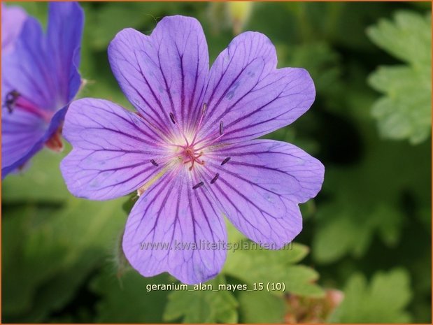 Geranium 'Alan Mayes' | Ooievaarsbek, Tuingeranium