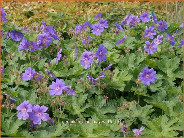 Geranium 'Alan Mayes' | Ooievaarsbek, Tuingeranium