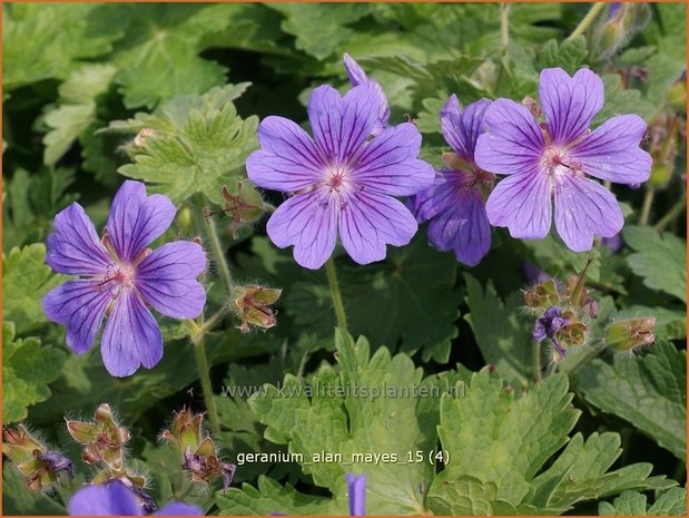 Geranium 'Alan Mayes' | Ooievaarsbek, Tuingeranium