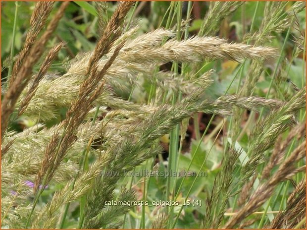 Calamagrostis epigejos | Duinriet, Struisriet