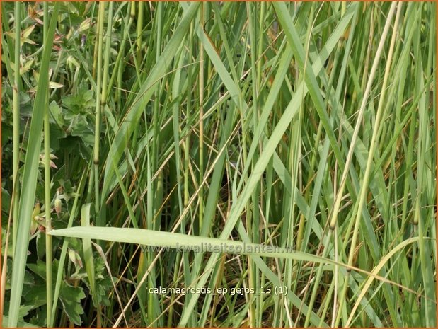 Calamagrostis epigejos | Duinriet, Struisriet