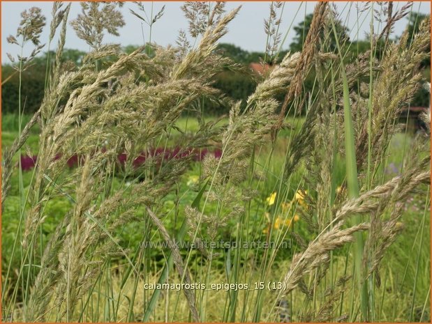 Calamagrostis epigejos | Duinriet, Struisriet