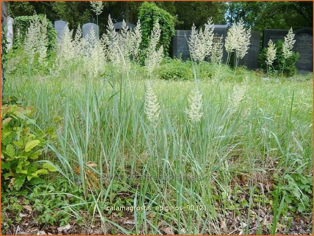 Calamagrostis epigejos | Duinriet, Struisriet