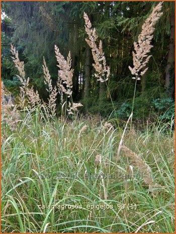 Calamagrostis epigejos | Duinriet, Struisriet