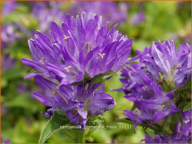 Campanula glomerata 'Freya' | Kluwenklokje, Klokjesbloem