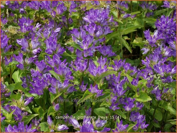 Campanula glomerata 'Freya' | Kluwenklokje, Klokjesbloem