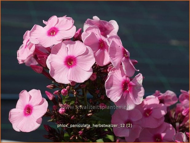 Phlox 'Herbstwalzer' | Vlambloem, Flox, Floks