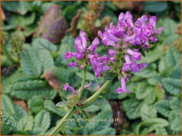 Stachys officinalis 'Ukkie' | Betonie, Koortskruid, Andoorn