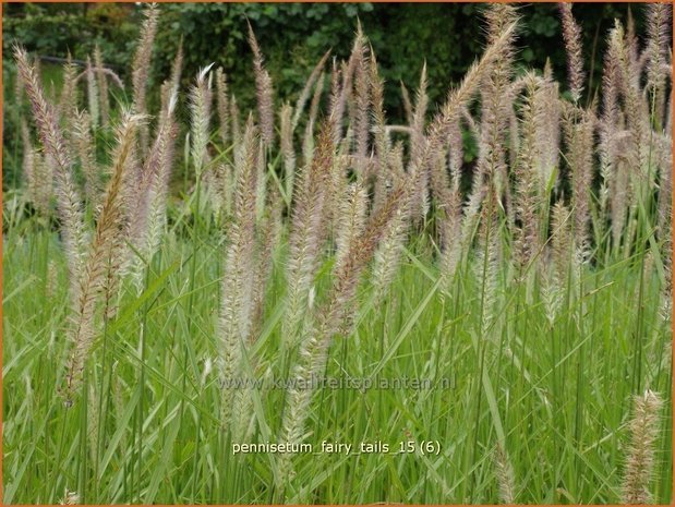 Pennisetum &#39;Fairy Tails&#39; | Lampenpoetsersgras, Borstelveergras | Federborstengras