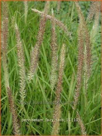 Pennisetum &#39;Fairy Tails&#39; | Lampenpoetsersgras, Borstelveergras | Federborstengras