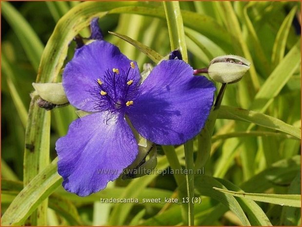 Tradescantia 'Sweet Kate' | Eendagsbloem, Vaderplant