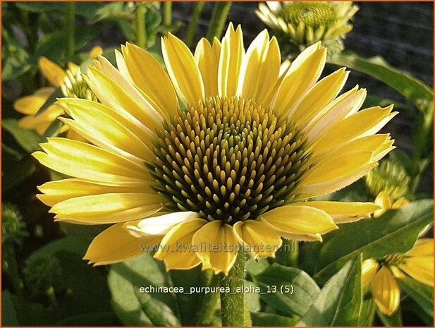 Echinacea purpurea 'Aloha' | Rode zonnehoed, Zonnehoed | Roter Sonnenhut | Purple Coneflower