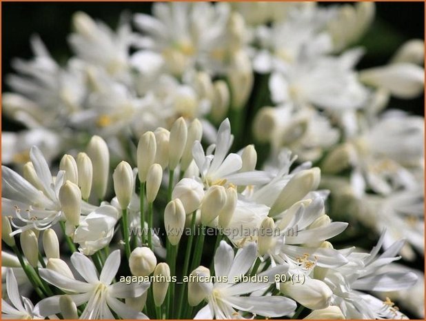 Agapanthus africanus 'Albidus' | Kaapse lelie, Afrikaanse lelie, Liefdesbloem