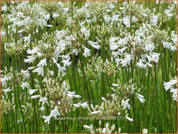 Agapanthus africanus 'Albidus' | Kaapse lelie, Afrikaanse lelie, Liefdesbloem