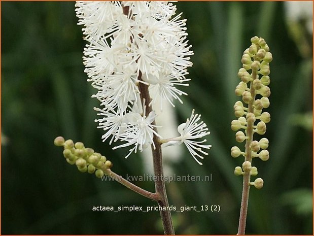 Actaea simplex 'Prichard's Giant' | Zilverkaars, Christoffelkruid