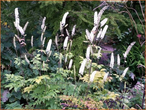 Actaea simplex 'Prichard's Giant' | Zilverkaars, Oktoberkaars, Christoffelkruid