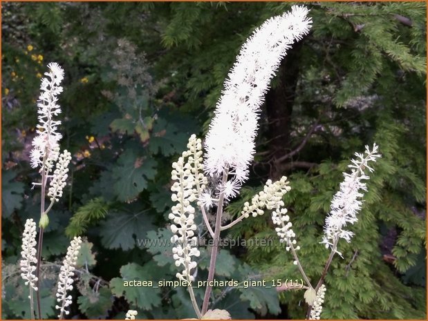 Actaea simplex 'Prichard's Giant' | Zilverkaars, Oktoberkaars, Christoffelkruid