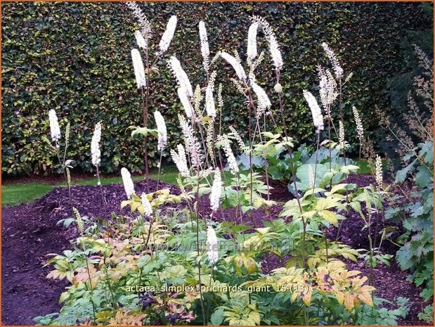 Actaea simplex 'Prichard's Giant' | Zilverkaars, Oktoberkaars, Christoffelkruid