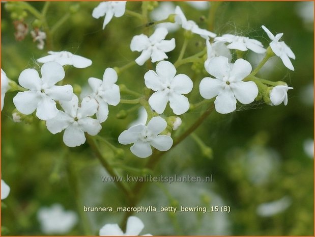Brunnera macrophylla 'Betty Bowring' | Kaukasische vergeet-mij-nietje, Vast vergeet-mij-nietje