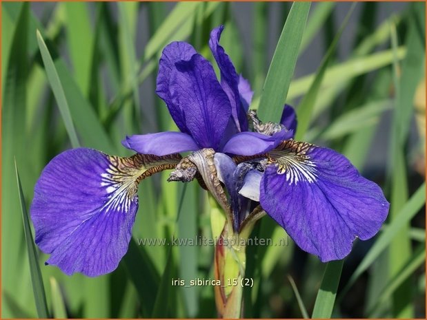 Iris sibirica | Siberische iris, Lis, Iris