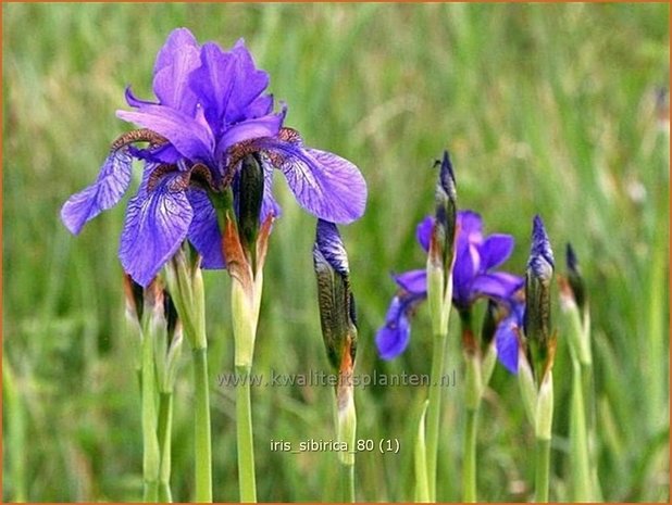 Iris sibirica | Siberische iris, Lis